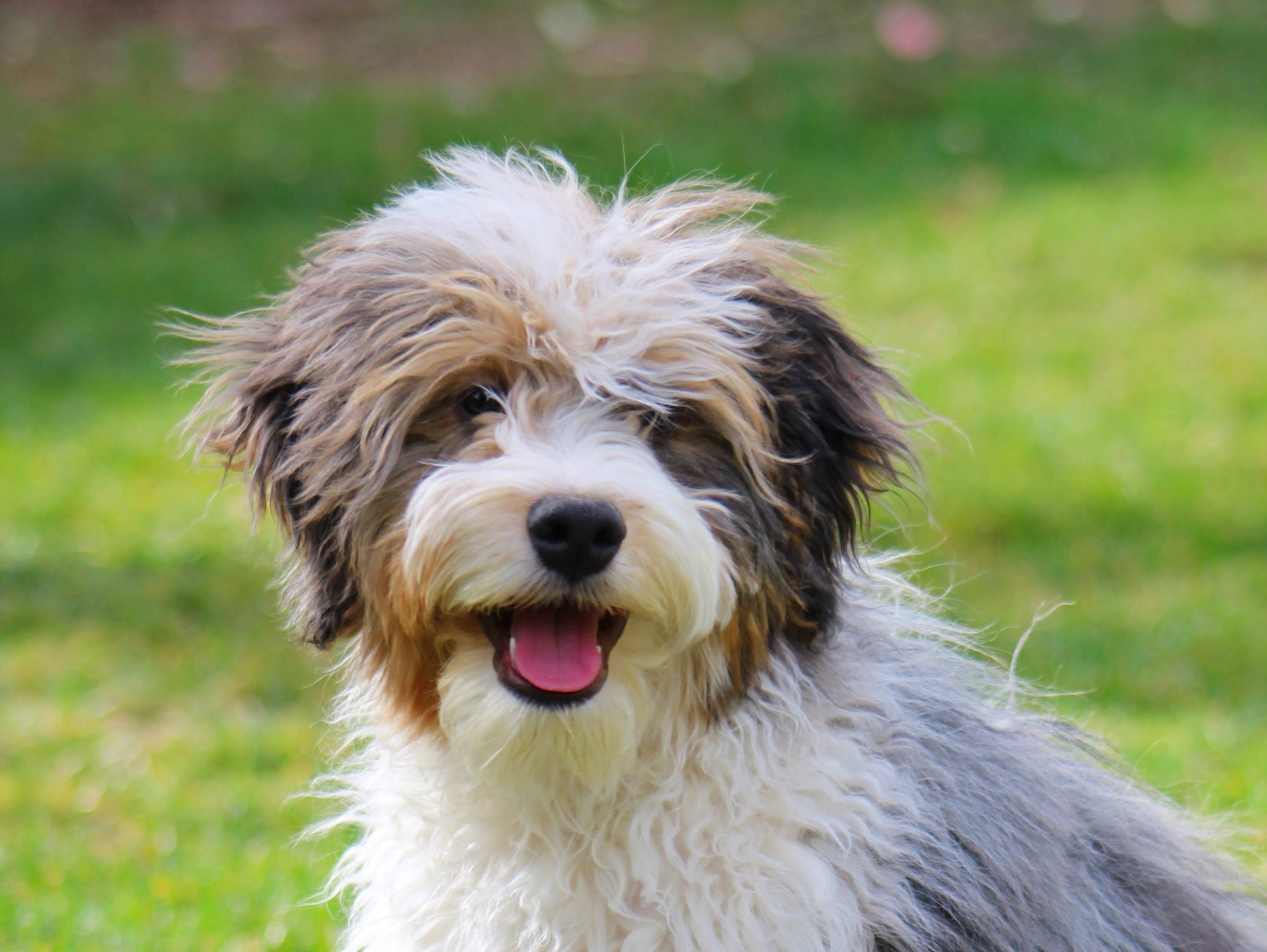 Terrier Mix Tibetan Terrier Hypoallergenic Dog Breeds Terrier Dog