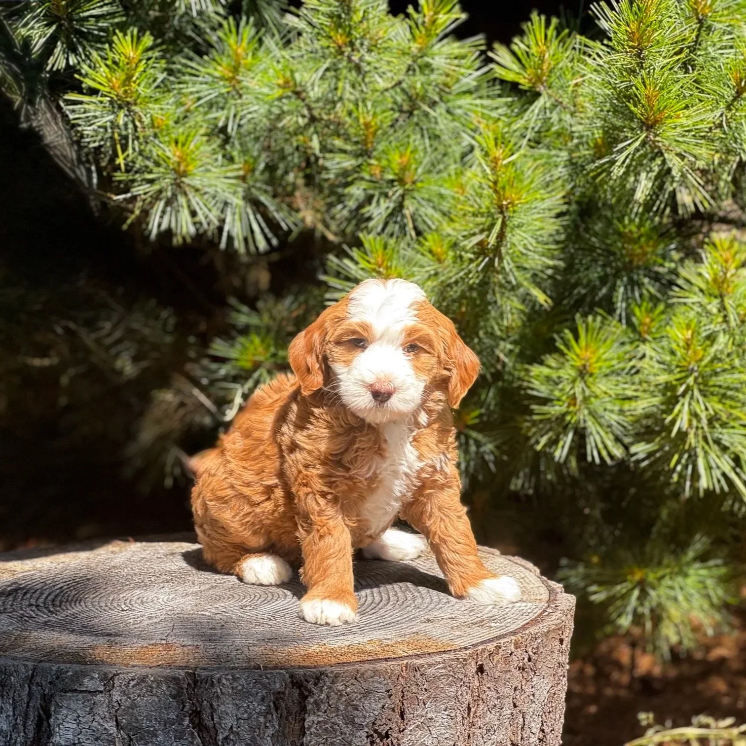 Blue Skye Doodles | Bernedoodles | Aussie Bernedoodles | Australian Mountain Doodles | Copper Tuxedo Bernedoodle