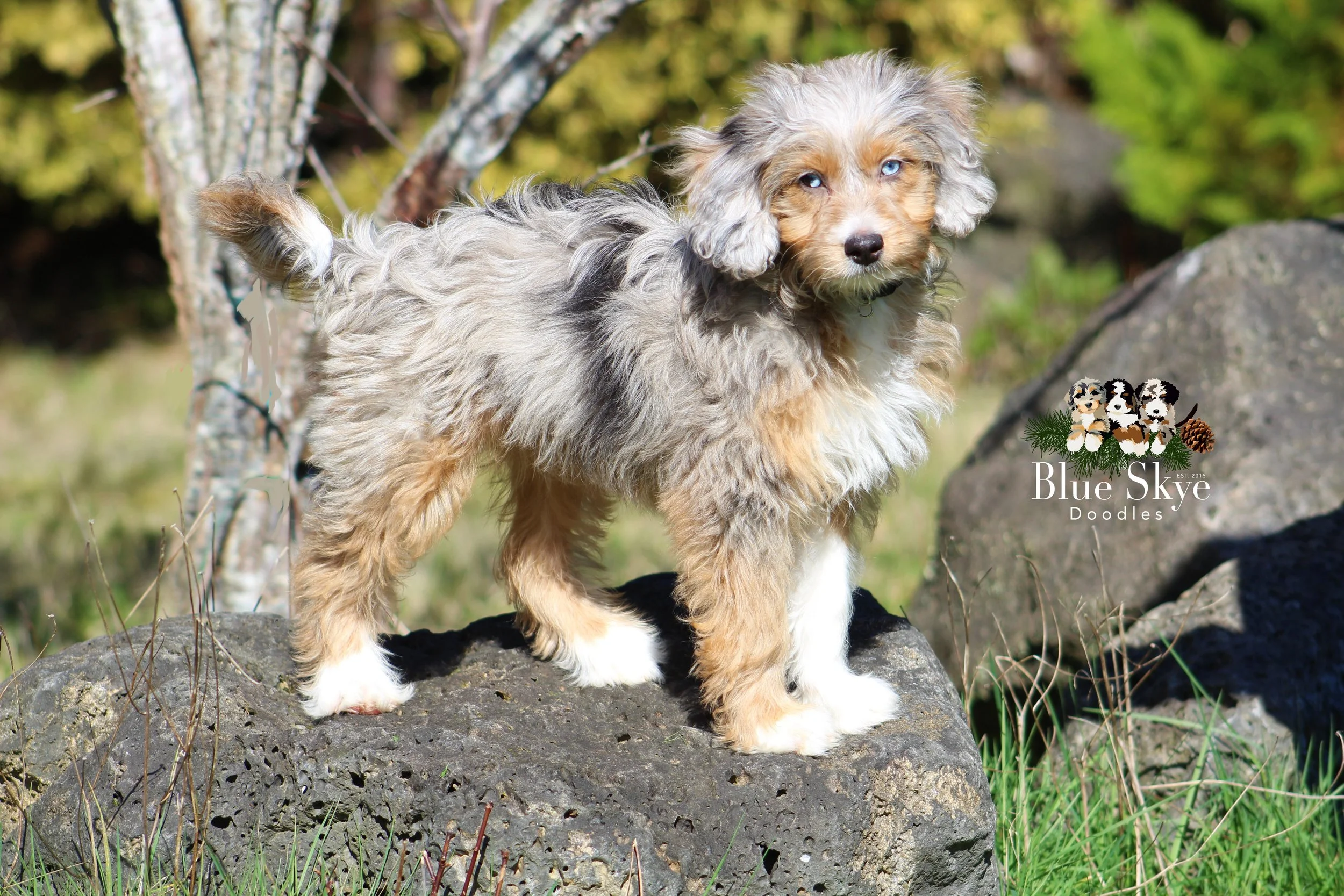 Aspyn puppy logo.jpg