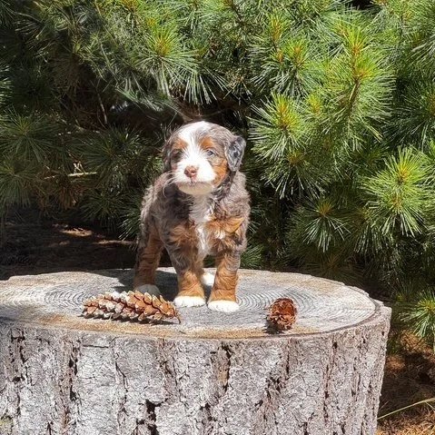 Blue Skye Doodles | Bernedoodles | Australian Mountain Doodles | Aussie Bernedoodles