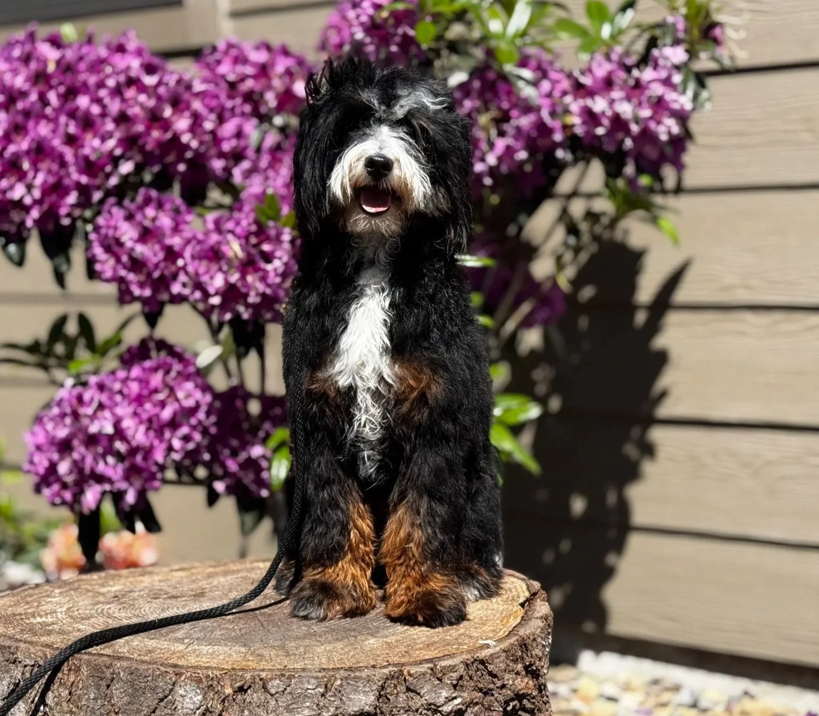 A black, white and copper bernedoodle puppy sitting on a tree stump outdoors, with purple flowers and a wooden fence in the background.