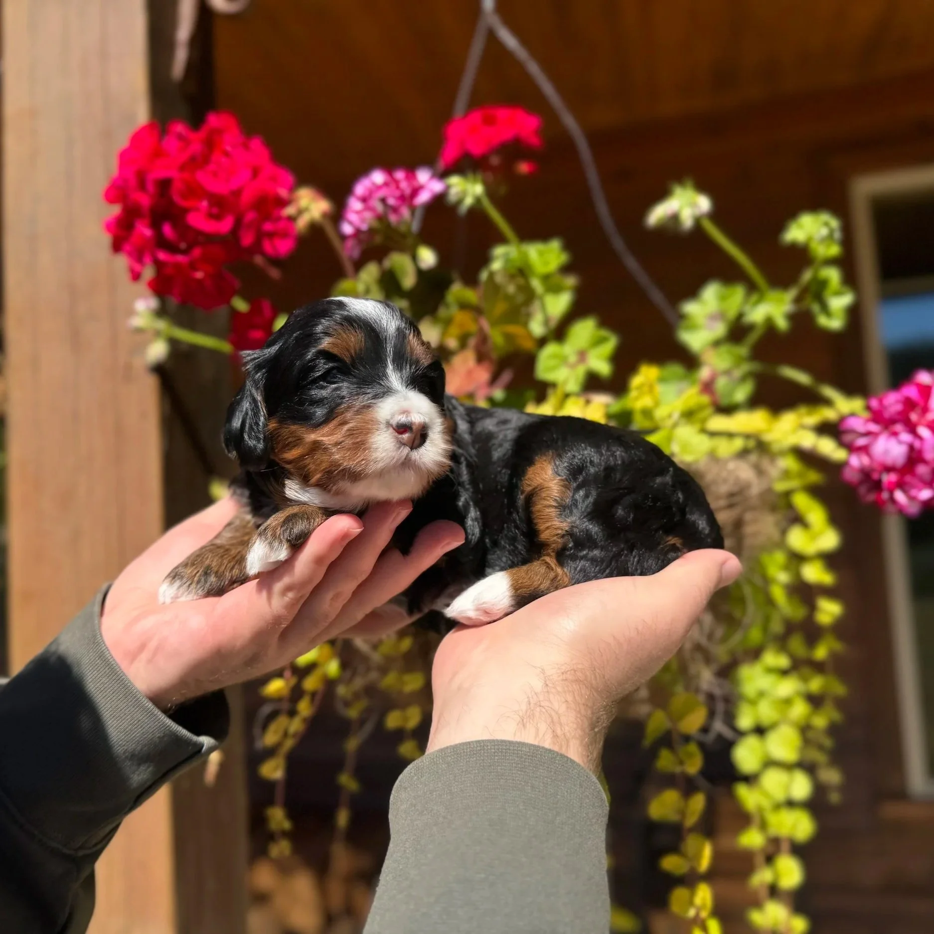 Black tri mini bernedoodle