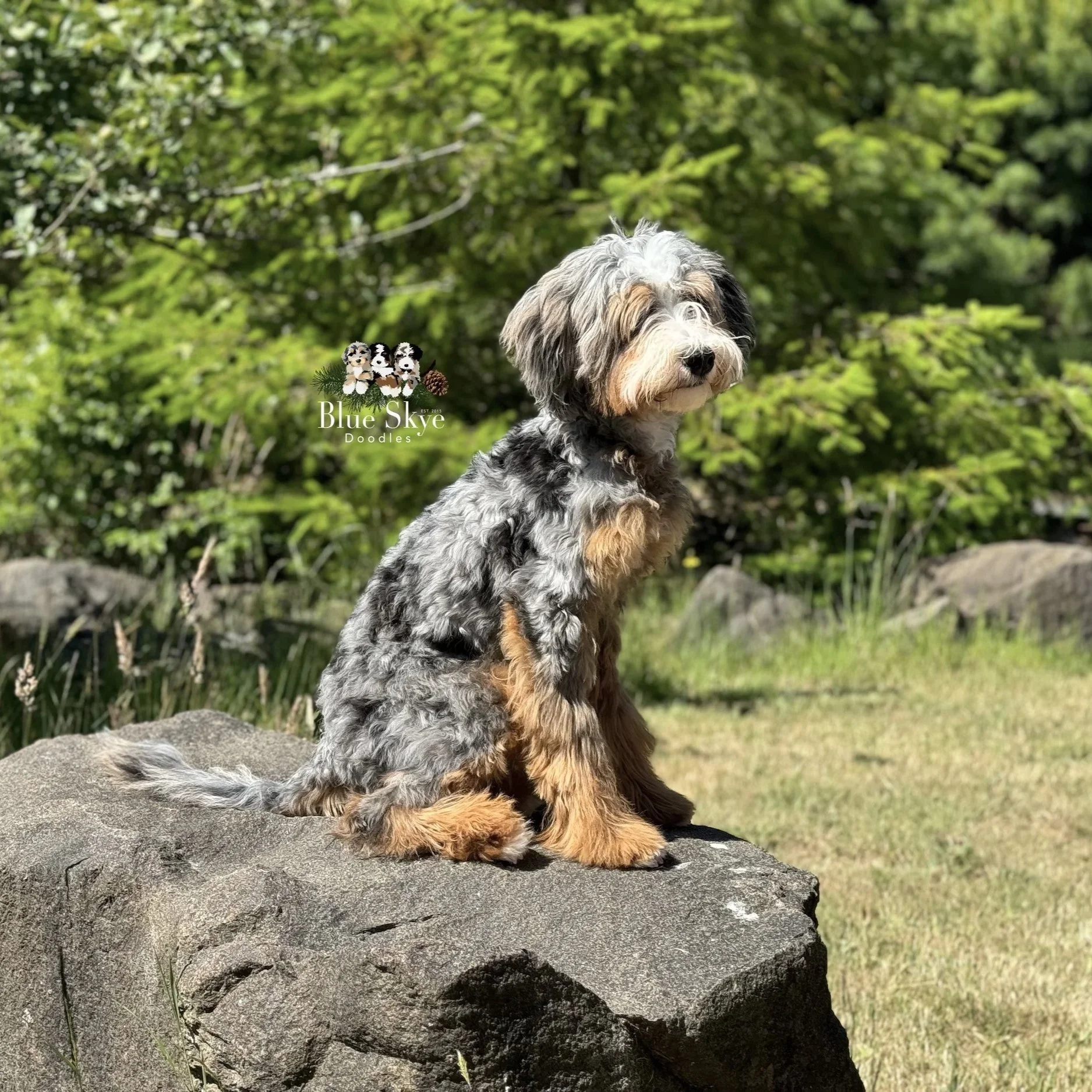 Blue Skye doodle merle bernedoodle