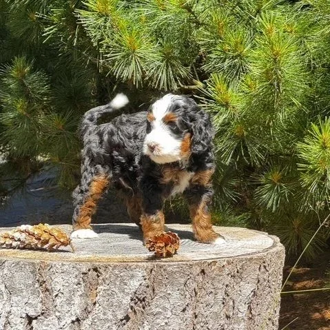 Blue Skye Doodles | Bernedoodles | Australian Mountain Doodles | Aussie Bernedoodles