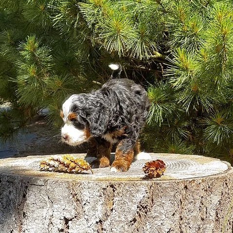 Blue Skye Doodles | Bernedoodles | Australian Mountain Doodles | Aussie Bernedoodles