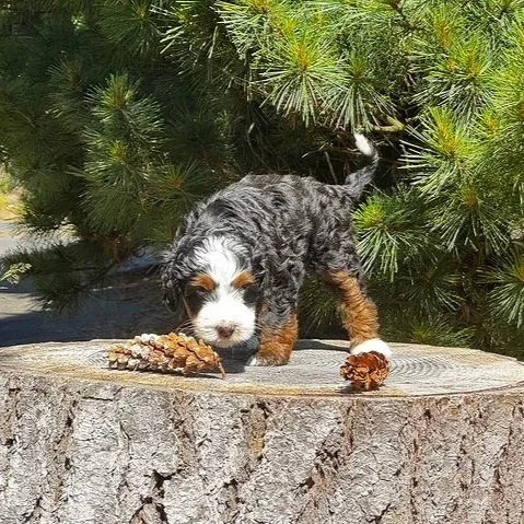 Blue Skye Doodles | Bernedoodles | Australian Mountain Doodles | Aussie Bernedoodles
