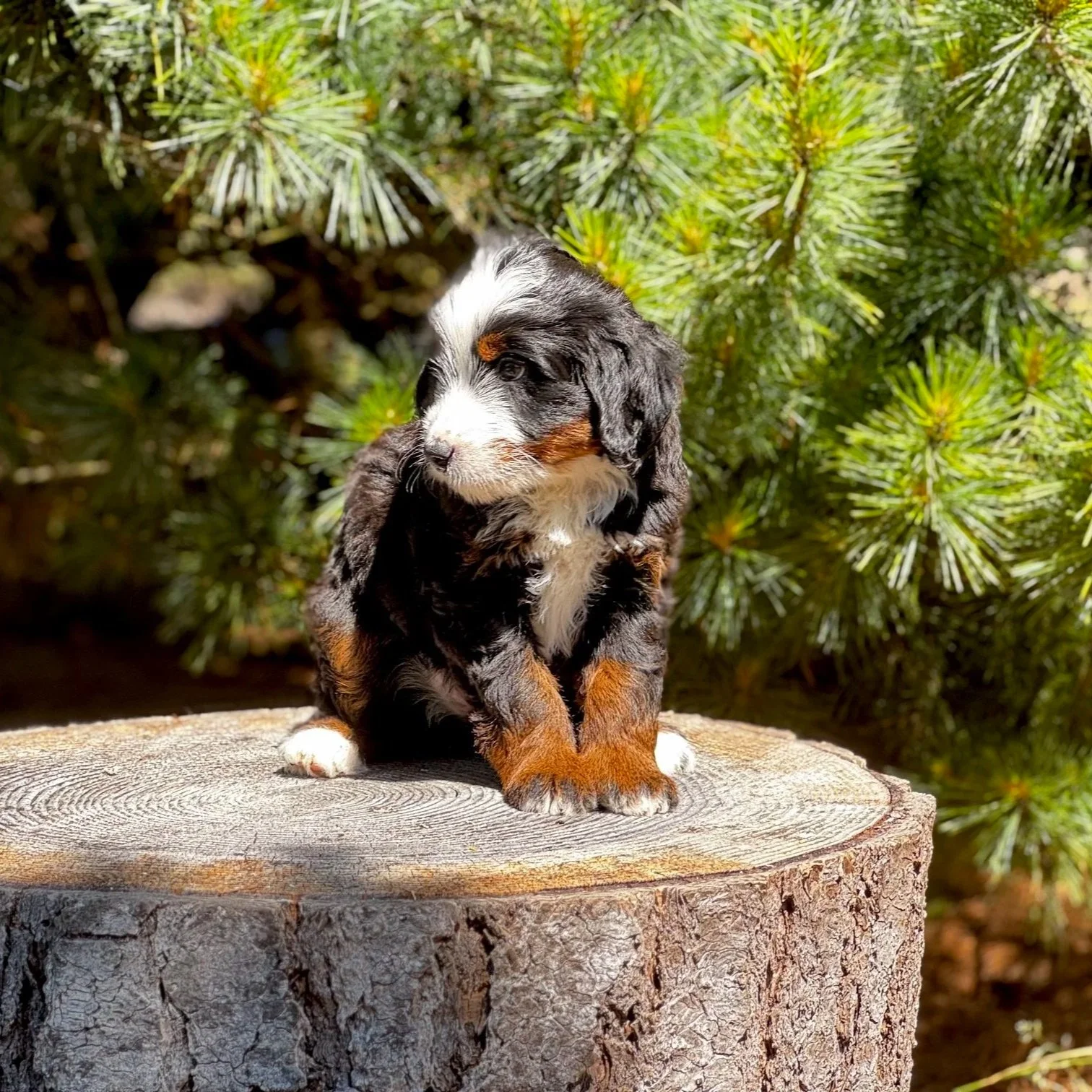 Blue Skye Doodles | Bernedoodles | Australian Mountain Doodles | Aussie Bernedoodles