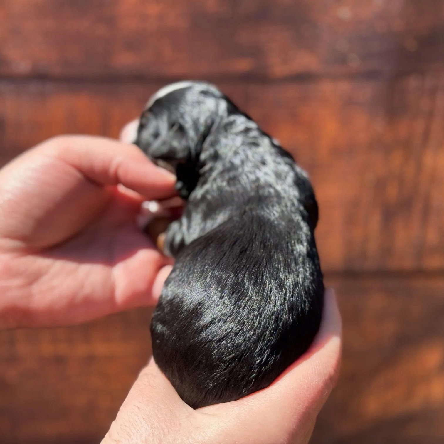 black tri mini aussie bernedoodles puppy