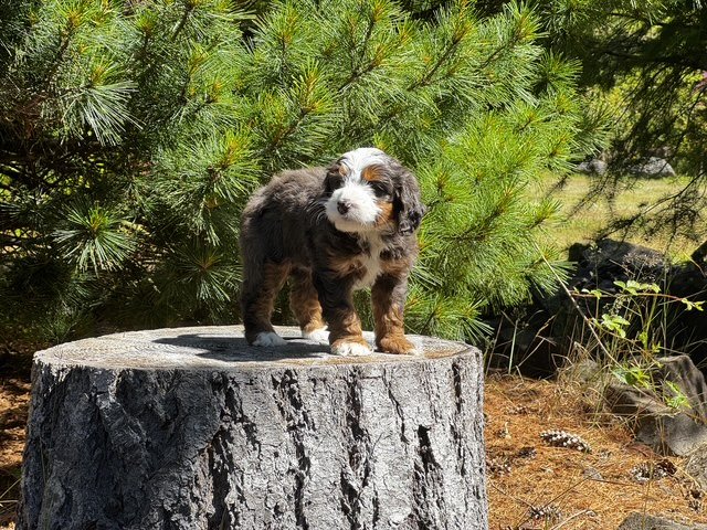 Blue Skye Doodles | Bernedoodles | Australian Mountain Doodles | Aussie Bernedoodles