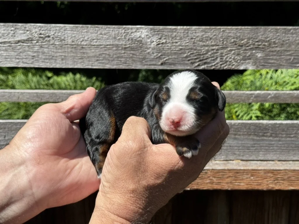 Blue Skye Doodles | Bernedoodles & Aussie Bernedoodles | Red Tuxedo Mini Bernedoodle