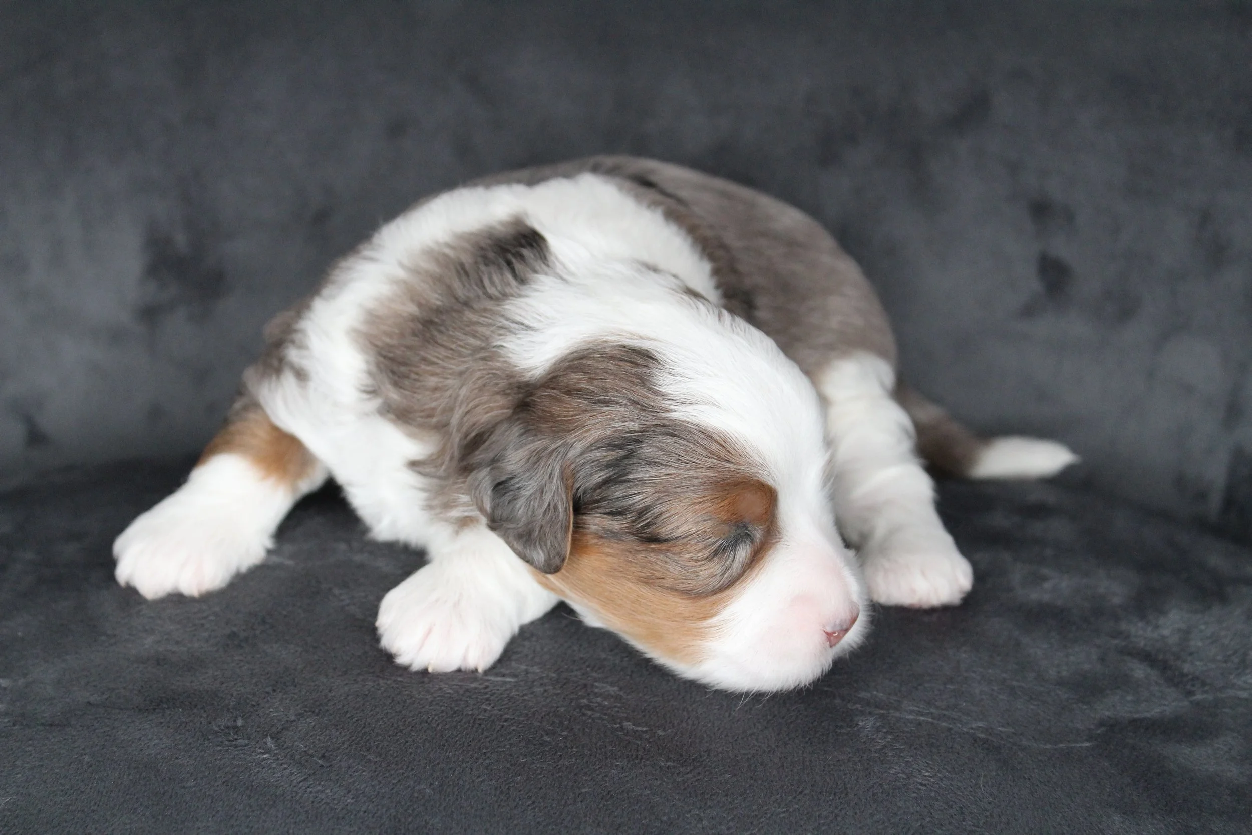 parti pattern merle puppy