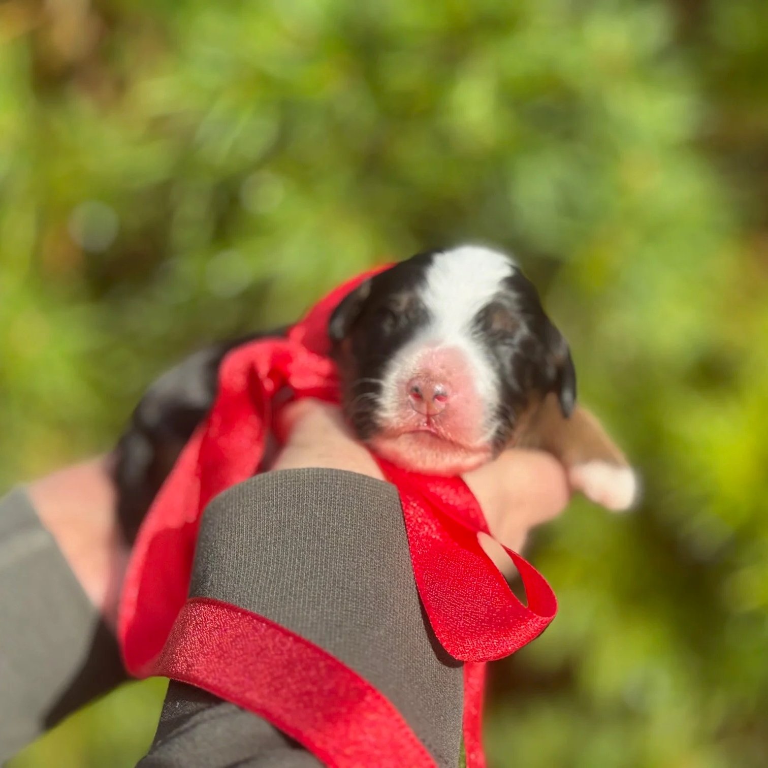 black tri aussie bernedoodle puppy from blue Skye doodles