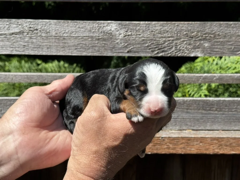 Blue Skye Doodles | Bernedoodles & Aussie Bernedoodles | Red Tuxedo Bernedoodle