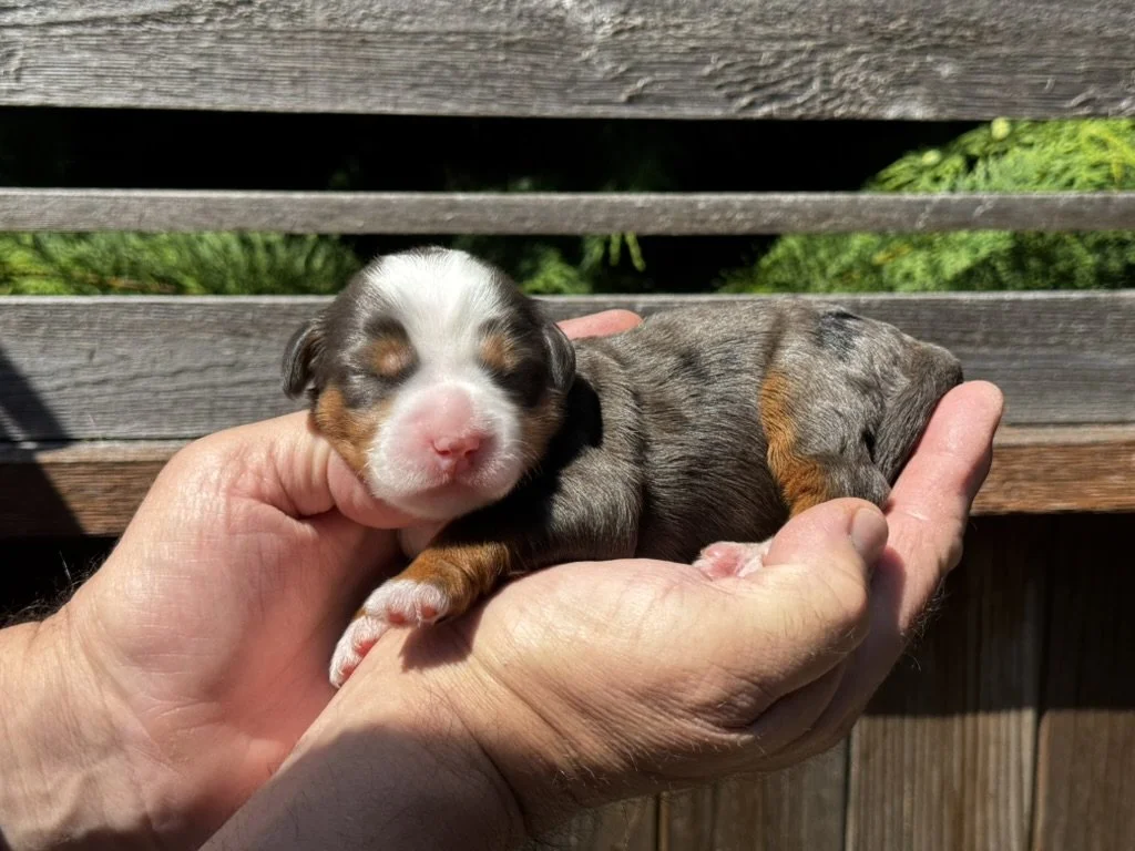 Blue Skye Doodles | Bernedoodles & Aussie Bernedoodles | Red Tuxedo Bernedoodle