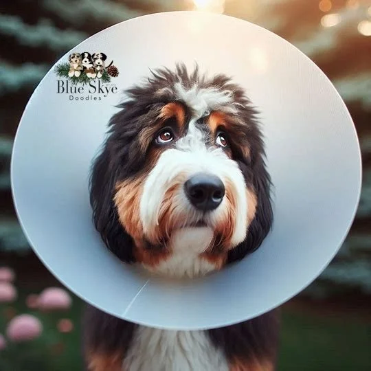Bernedoodle with a cone after spay or neuter