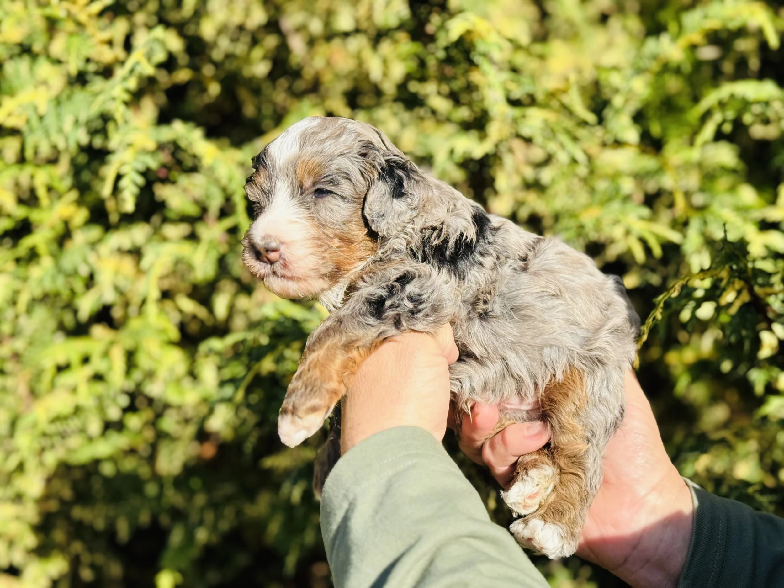 merle tricolor Australian Mountain doodle puppy
