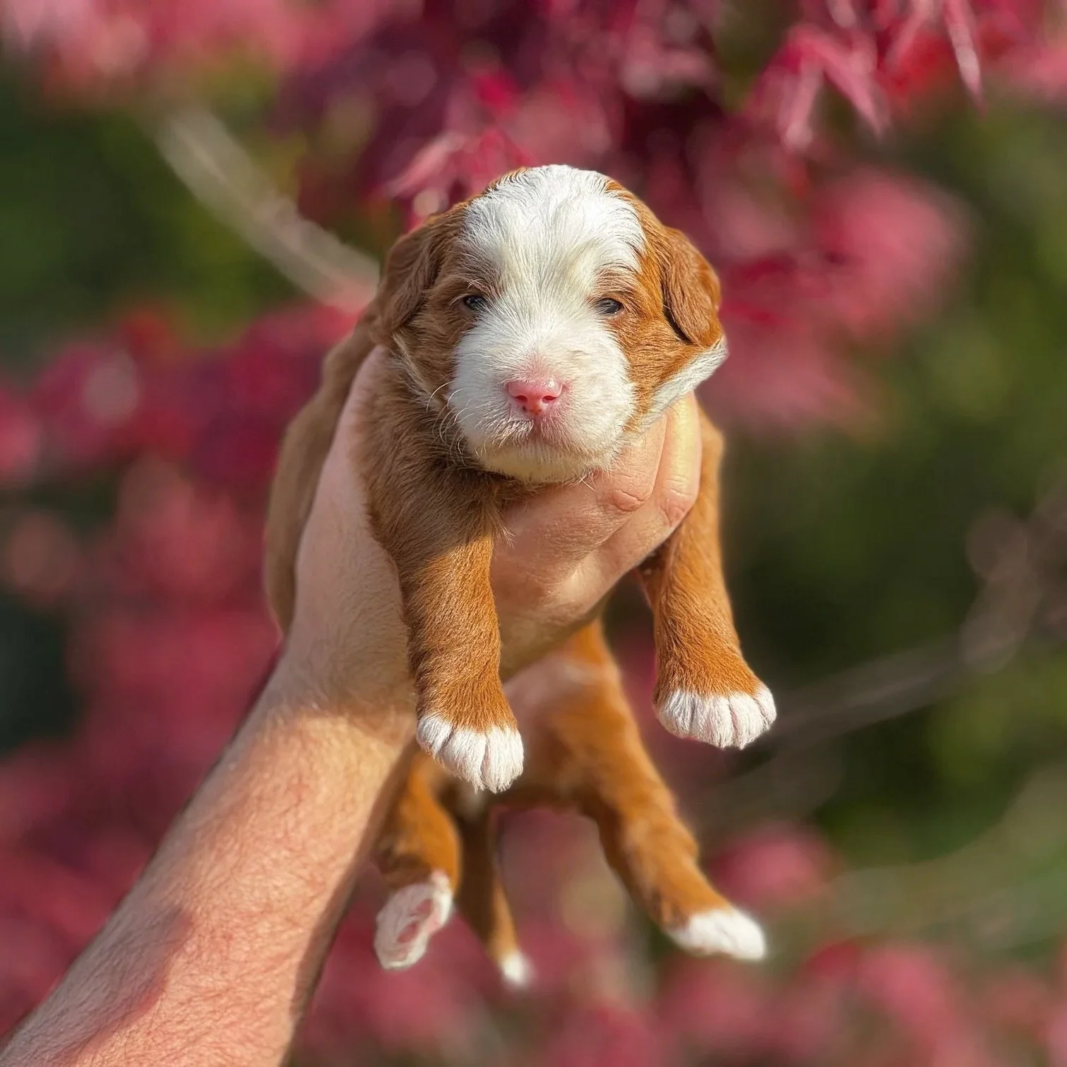 Copper & White Aussie Mountain Doodle Puppy