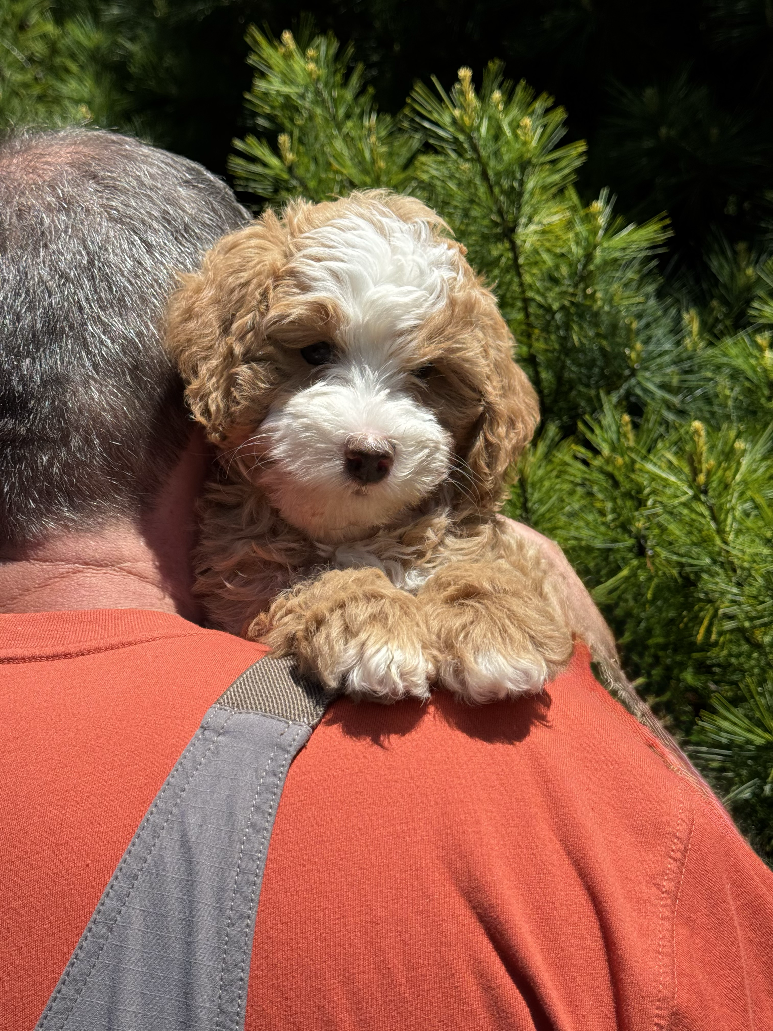 AVAILABLE - "Owl" | Red/Blonde | Female |  Aussie Bernedoodle