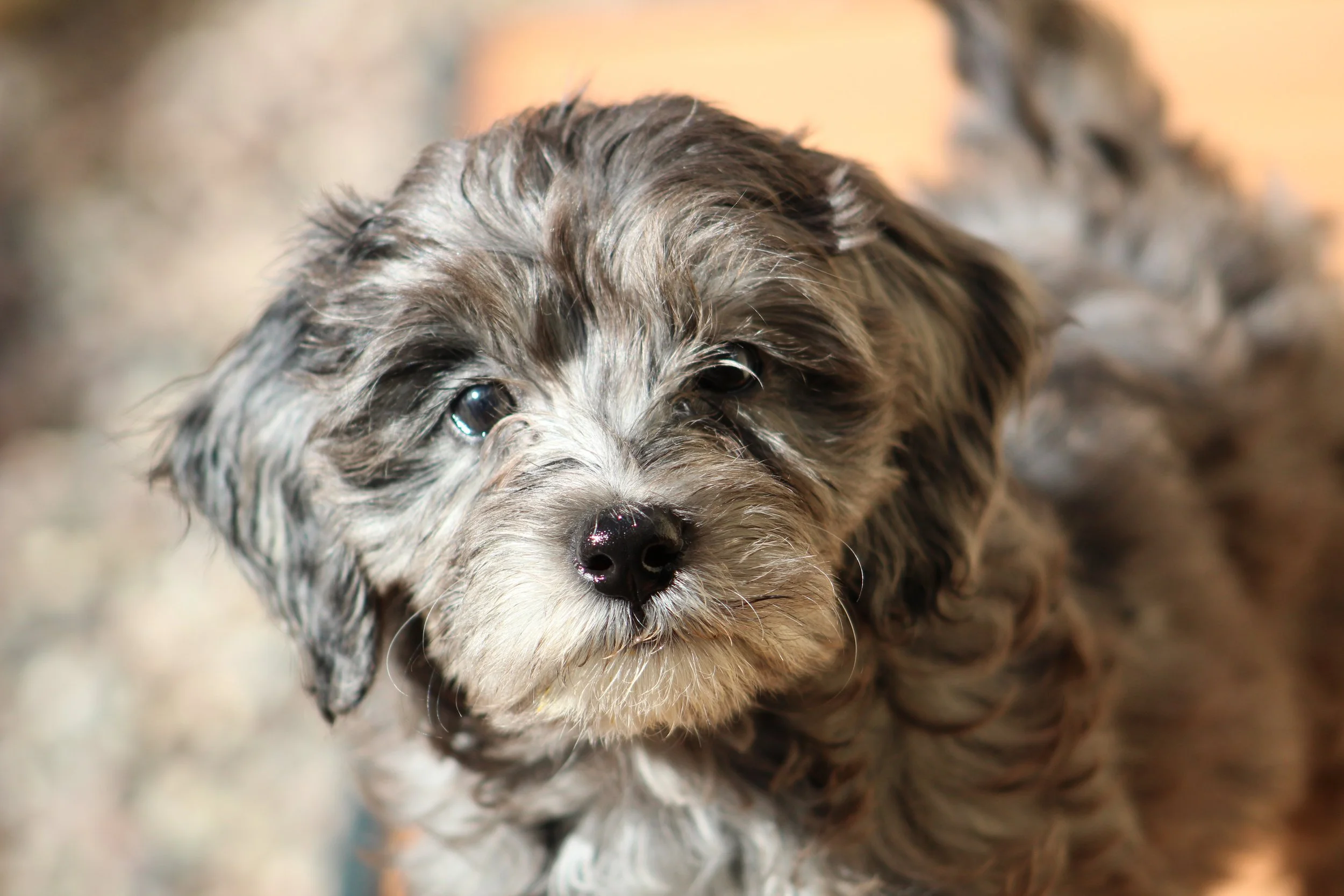 Solid blue merle aussiedoodle puppy