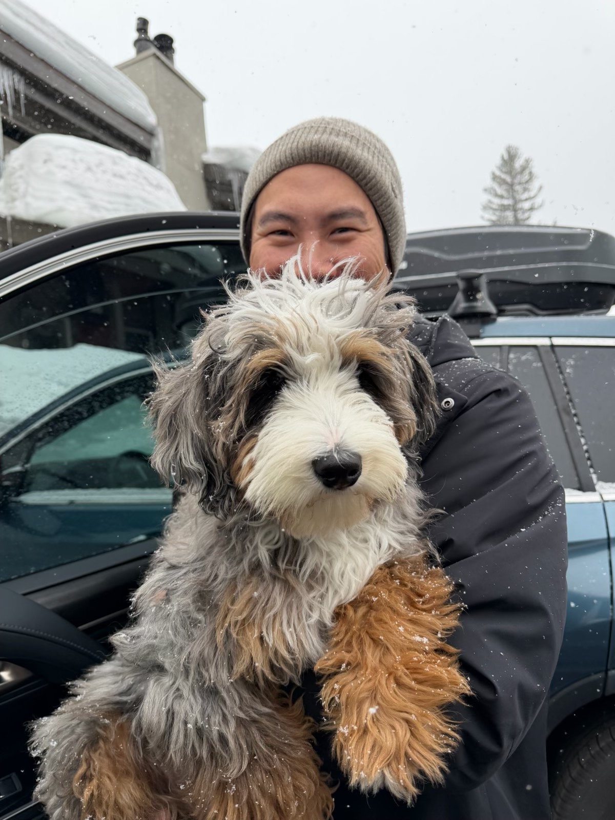 Merle tri Aussie Bernedoodle