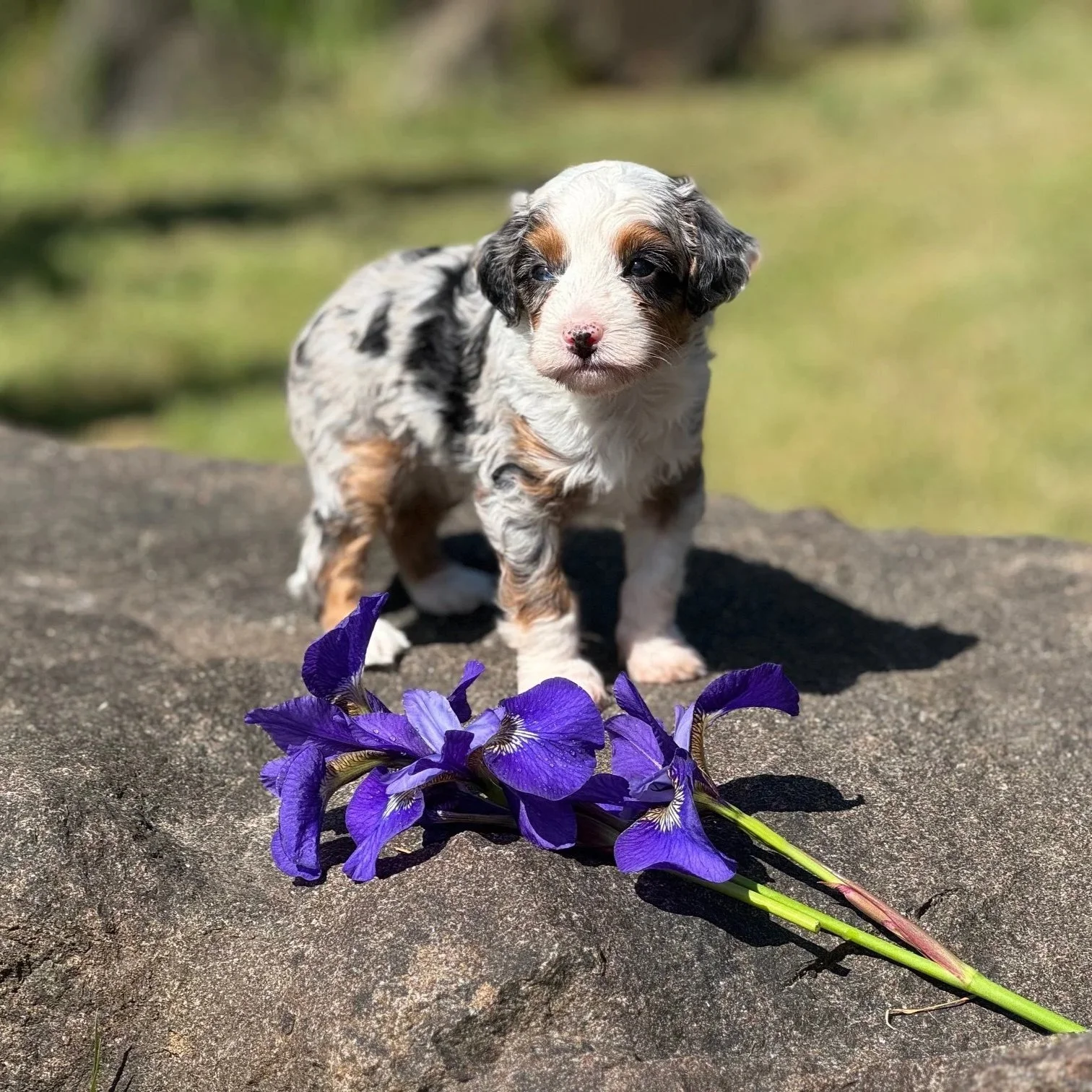 Merle Australian Mountain doodle on a rock
