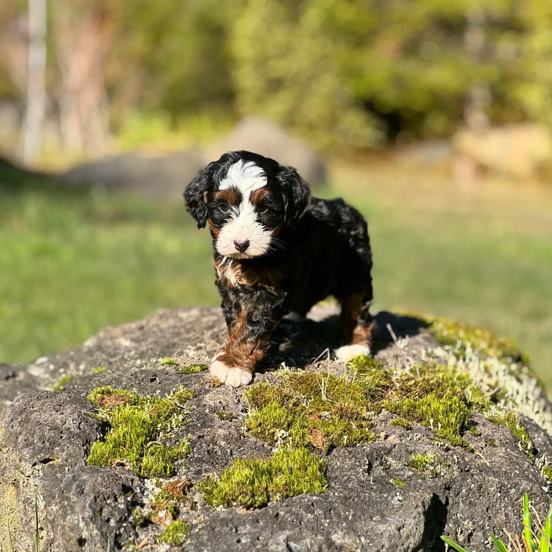 Mini black tricolor Aussie Mountain Doodle