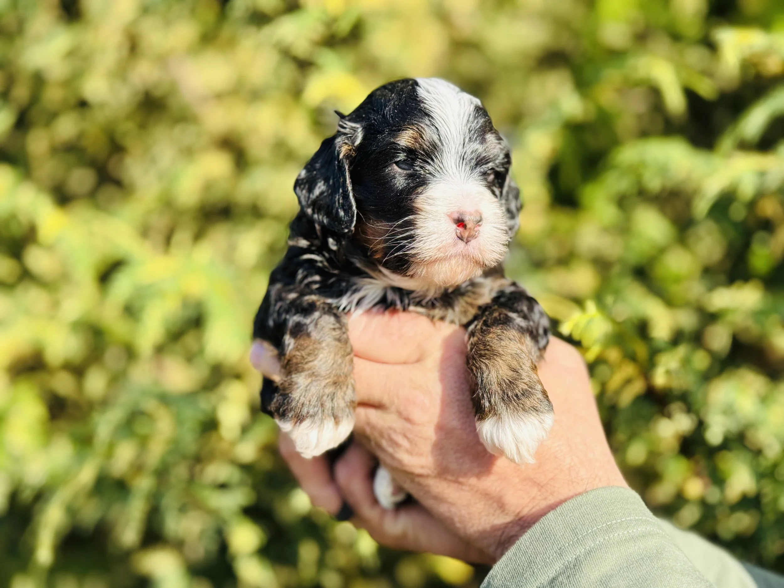 black tri aussie mountain doodle