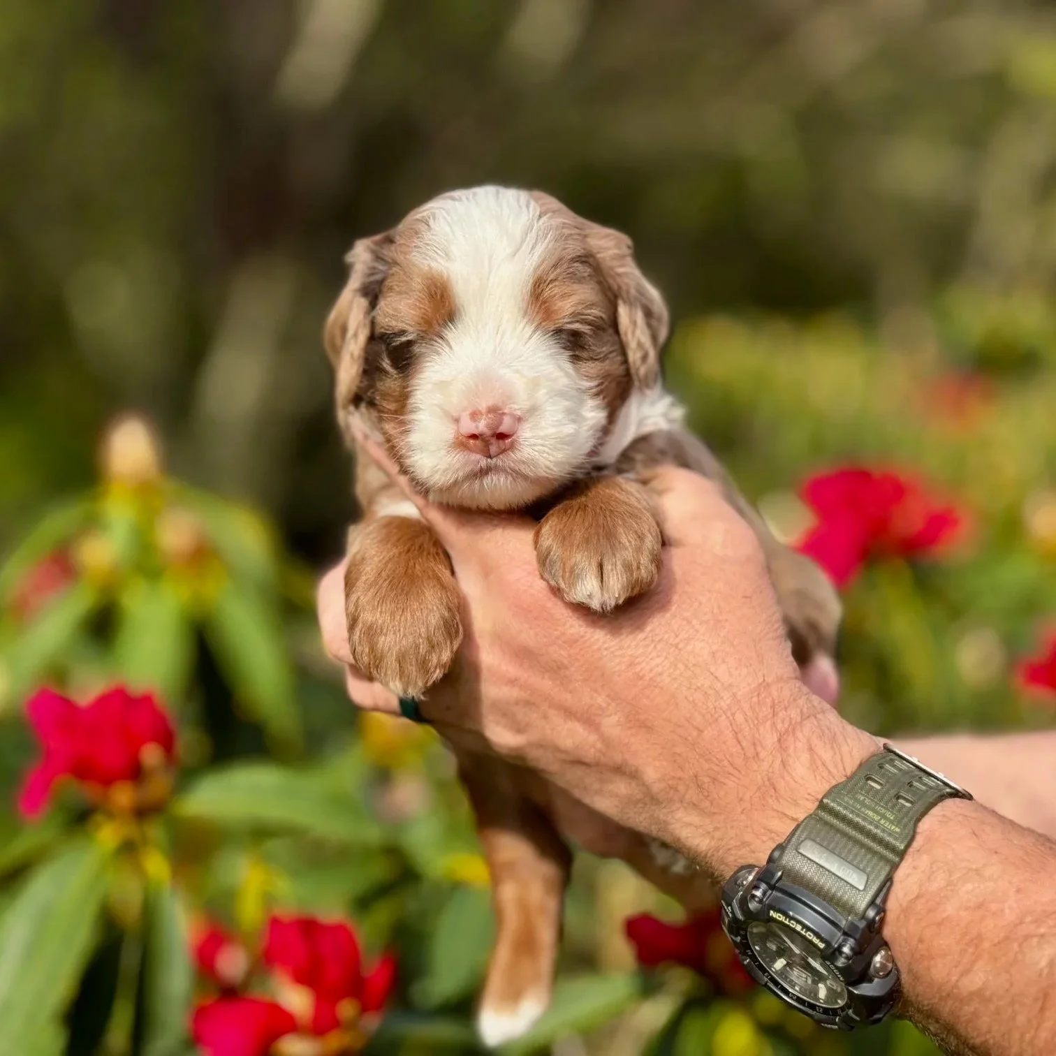 Chocolate merle tri aussie mountain doodle