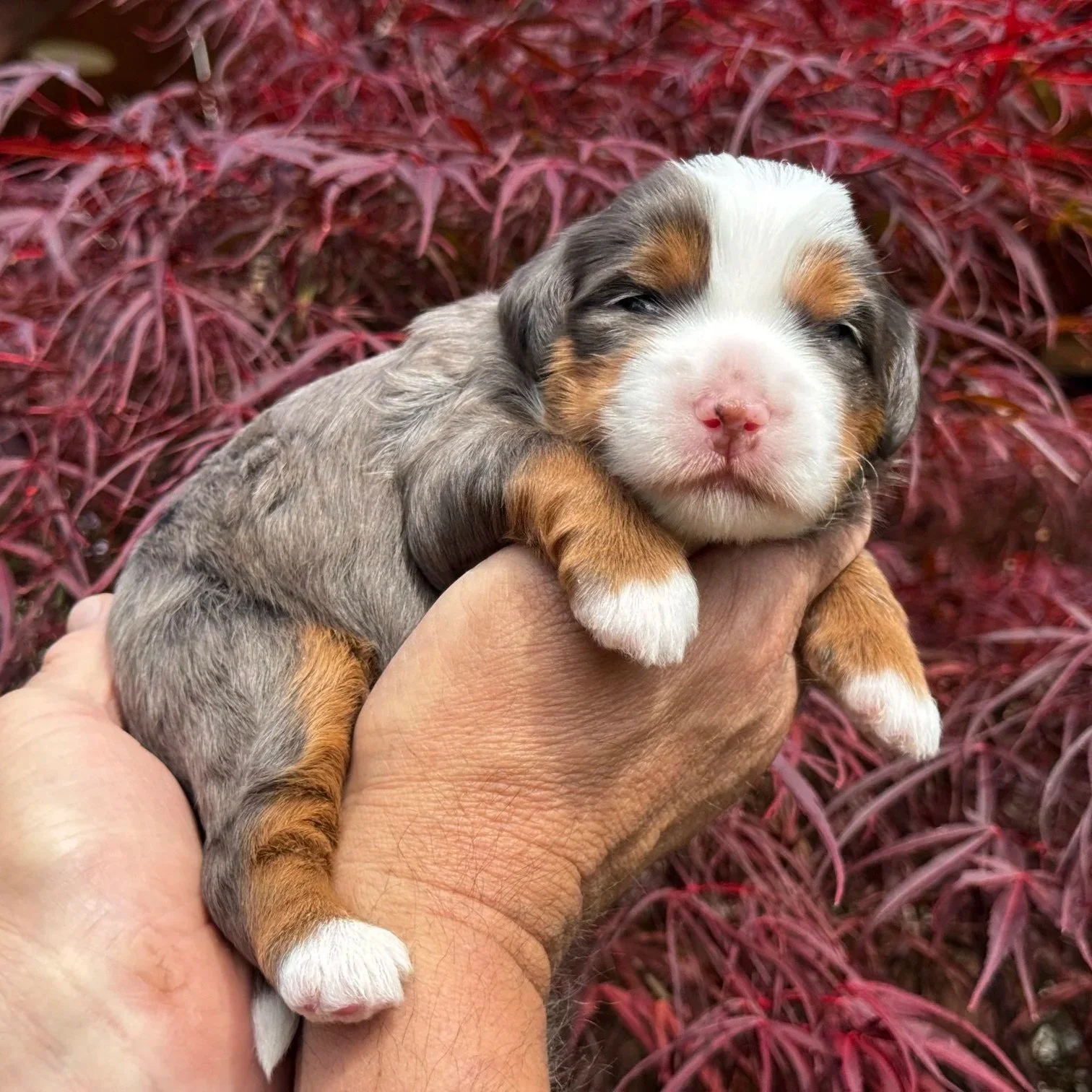 Blue Skye Doodles | Bernedoodles | Aussie Bernedoodles | Australian Mountain Doodles
