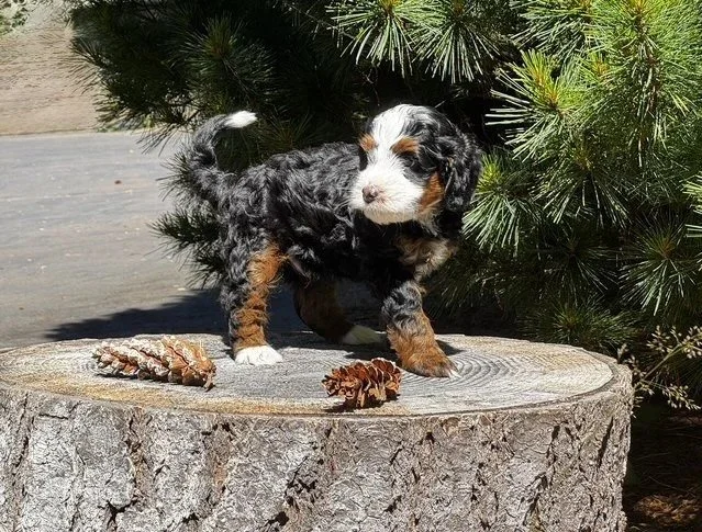 Blue Skye Doodles | Bernedoodles | Aussie Bernedoodles | Australian Mountain Doodles