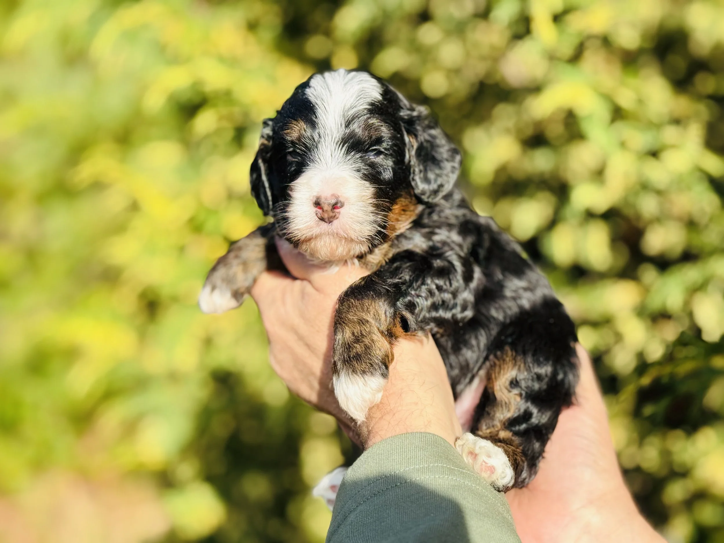 black tri aussie mountain doodle