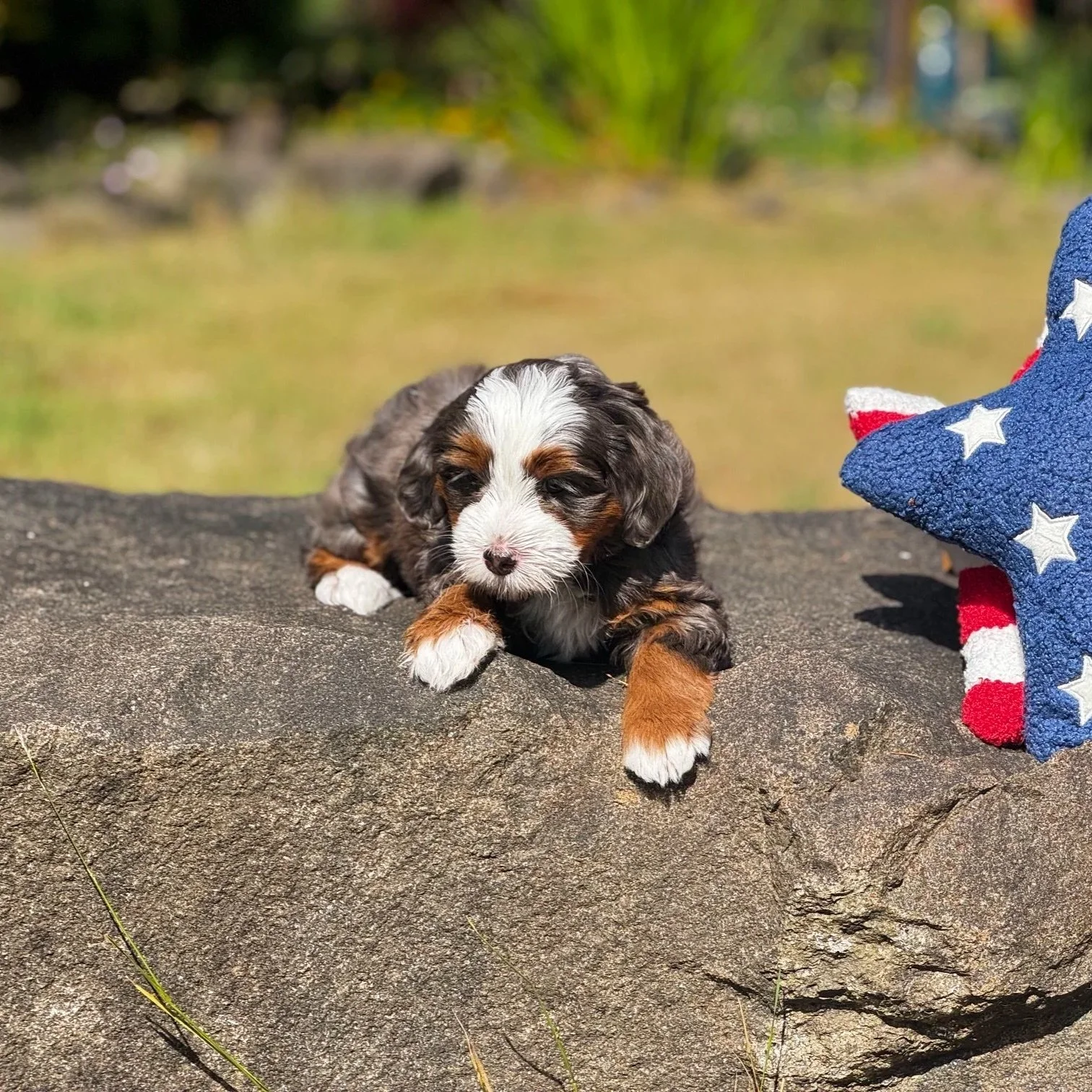 Blue Skye Doodles | Bernedoodles | Australian Mountain Doodles | Aussie Bernedoodles