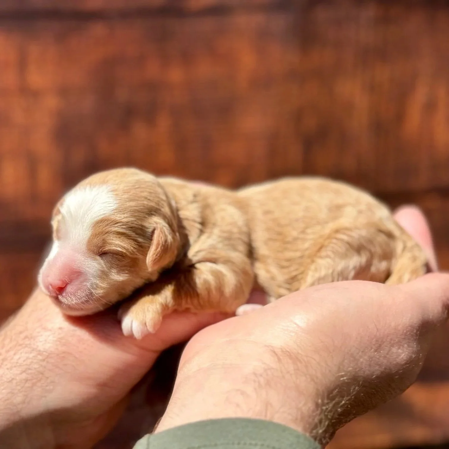 Available copper/blonde & white Australian Mountain Doodle Female Puppy