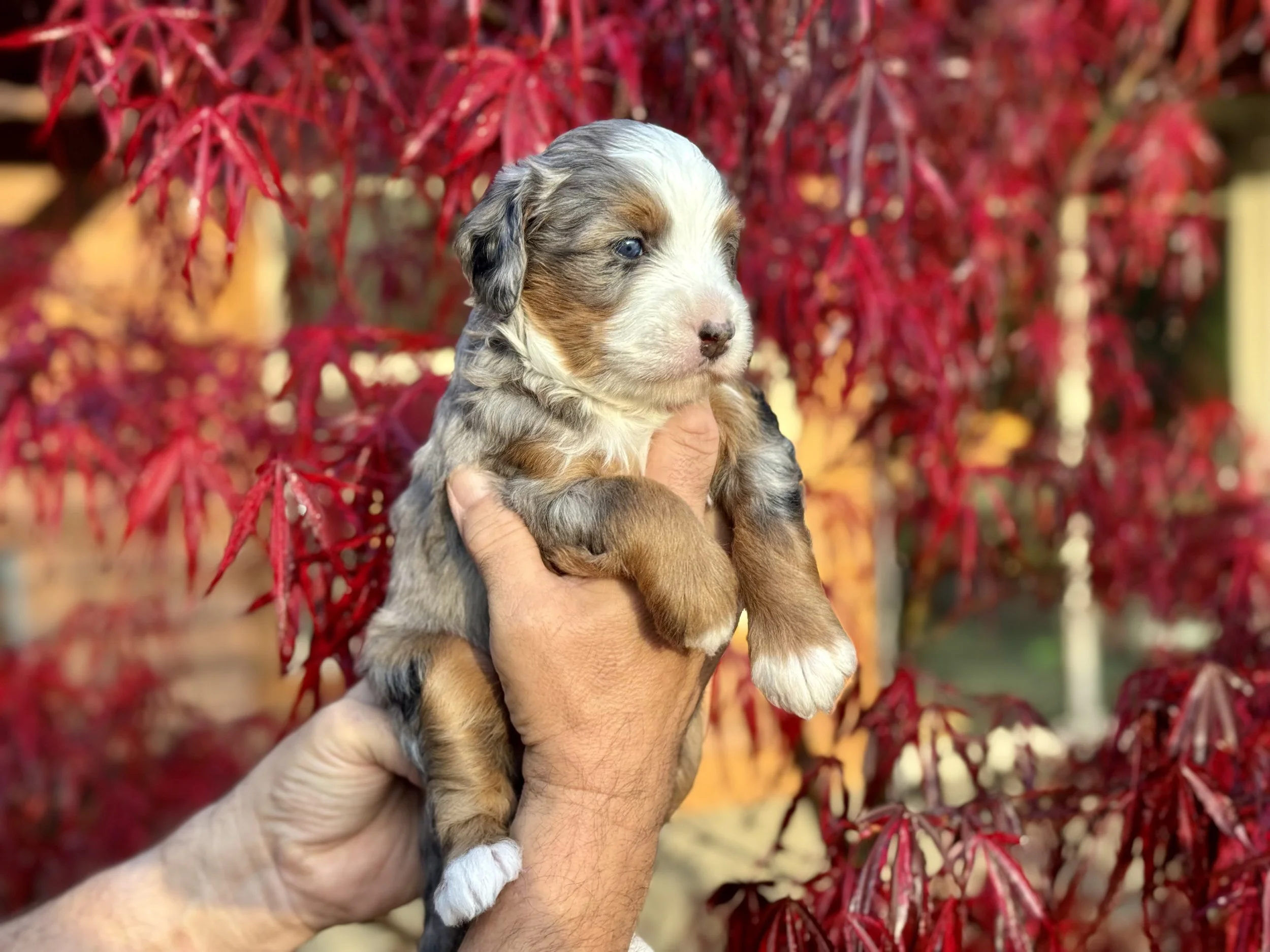 Blue Skye Doodles Merle Tricolor Puppy