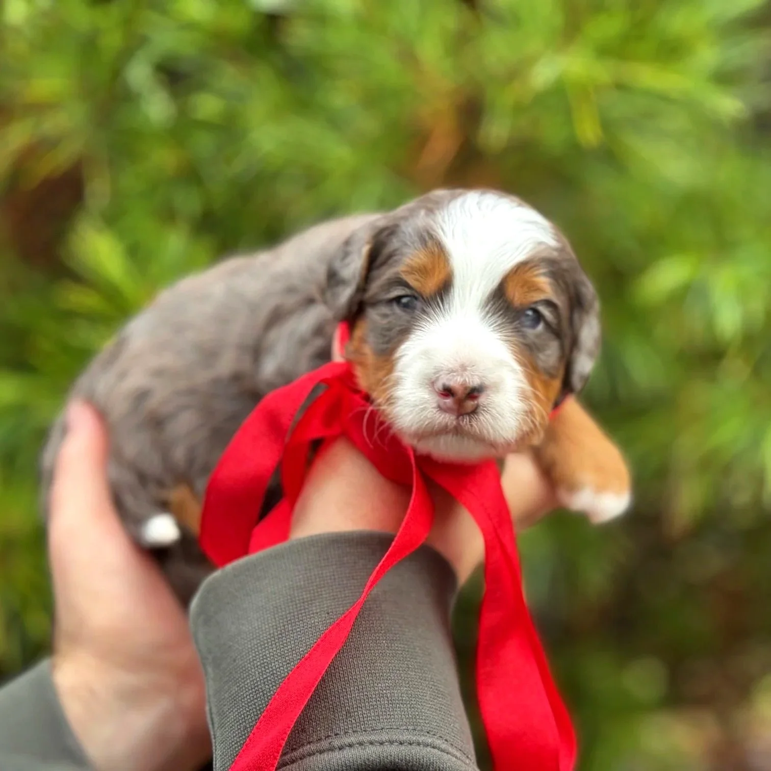 Merle Tricolor Bernedoodle puppy