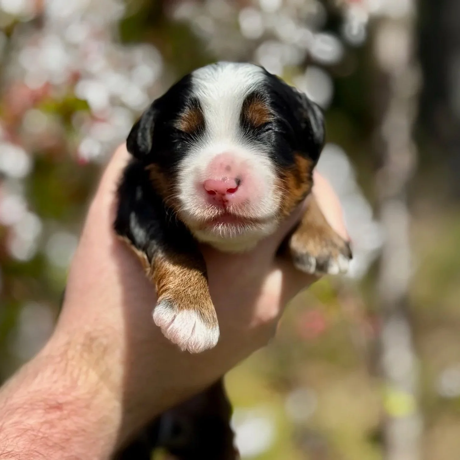Black tricolor aussie mountain doodle puppy