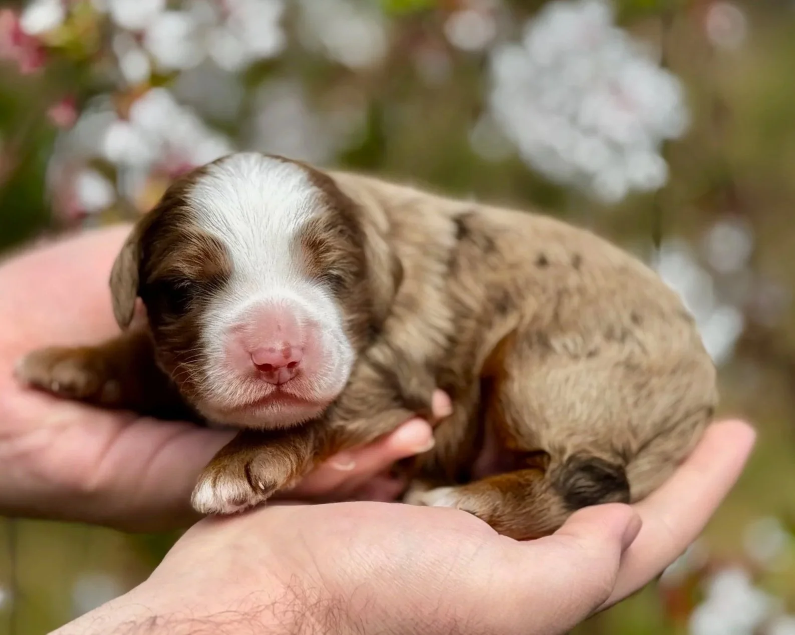 Mini Australian Mountain Doodle Puppy