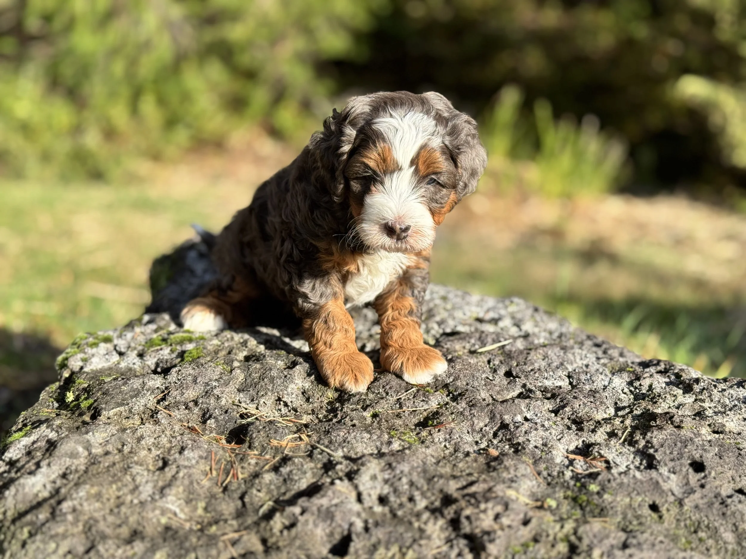 blue merle mini bernedoodles puppy