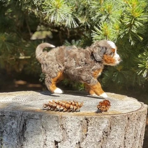 Blue Skye Doodles | Bernedoodles | Australian Mountain Doodles | Aussie Bernedoodles