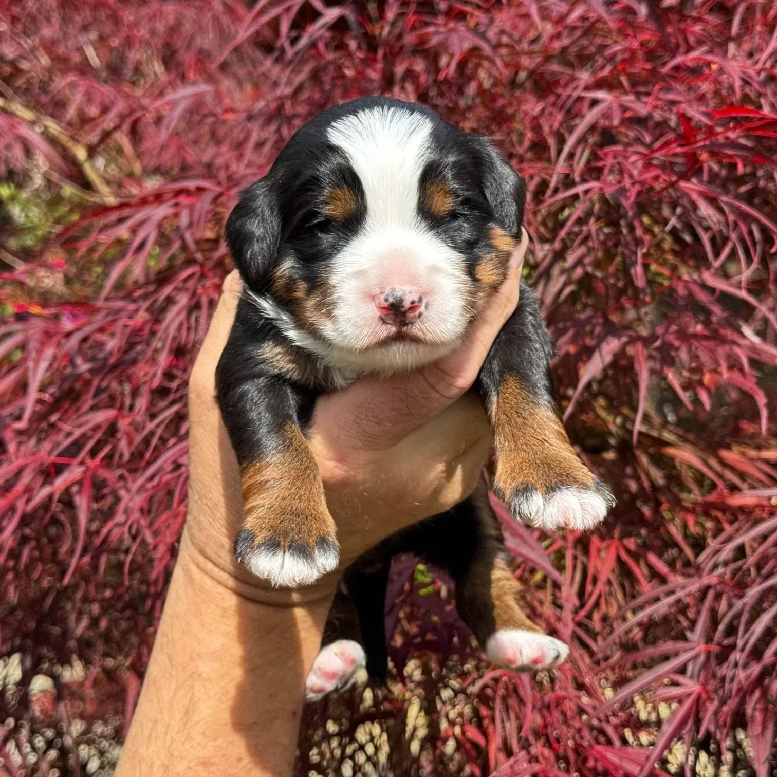 Blue Skye Doodles | Bernedoodles | Aussie Bernedoodles | Australian Mountain Doodles