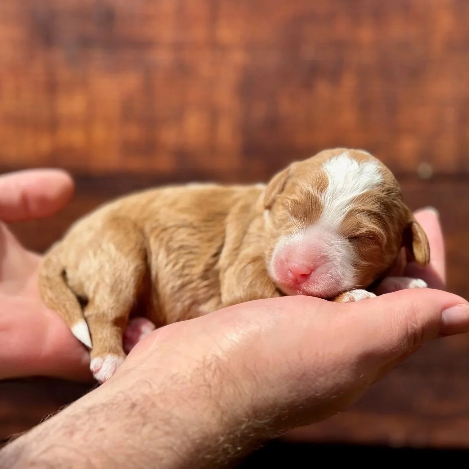 Available Mini Australian Mountain Doodles Puppy