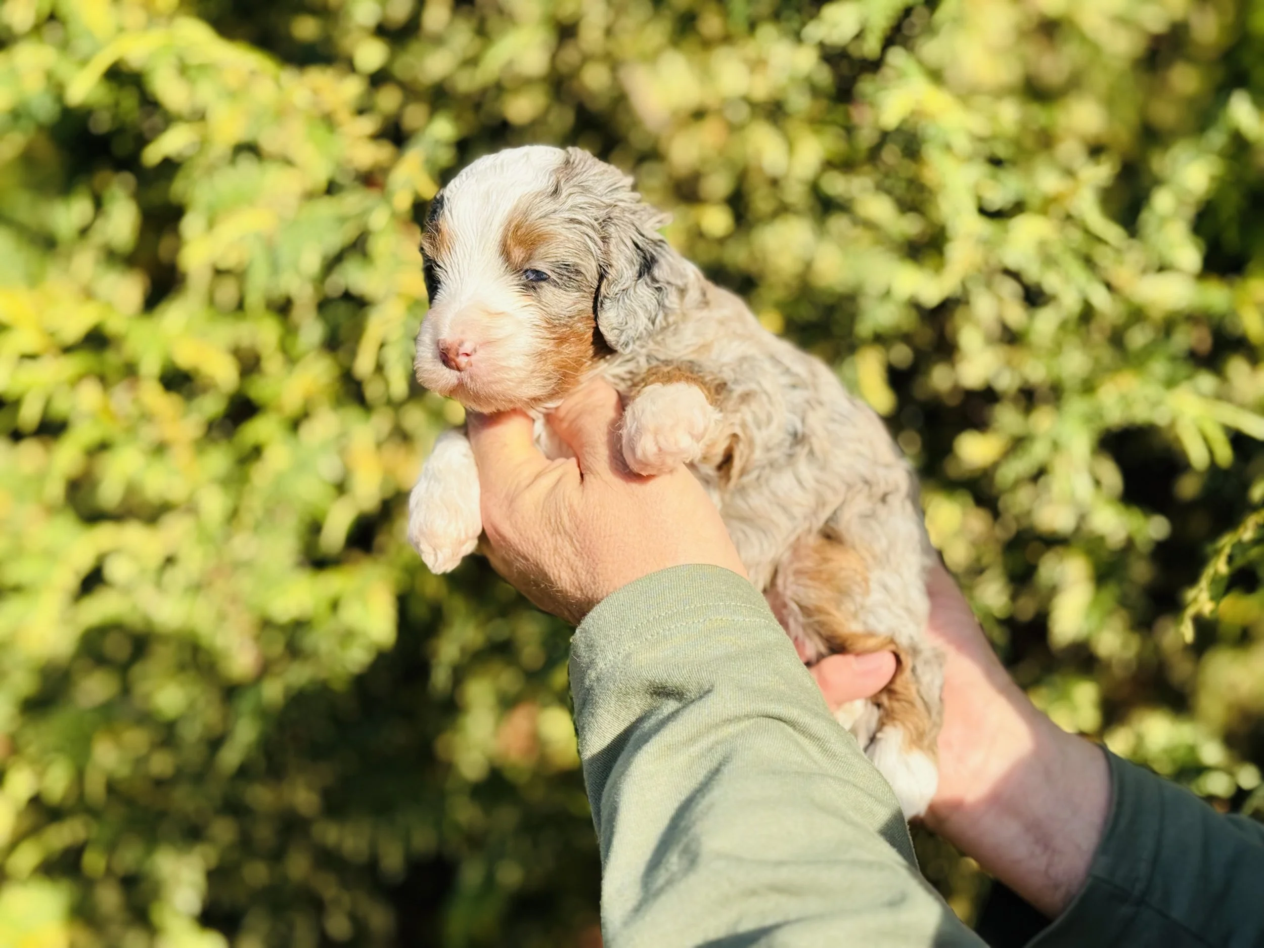 Merle tricolor Australian Mountain Doodles
