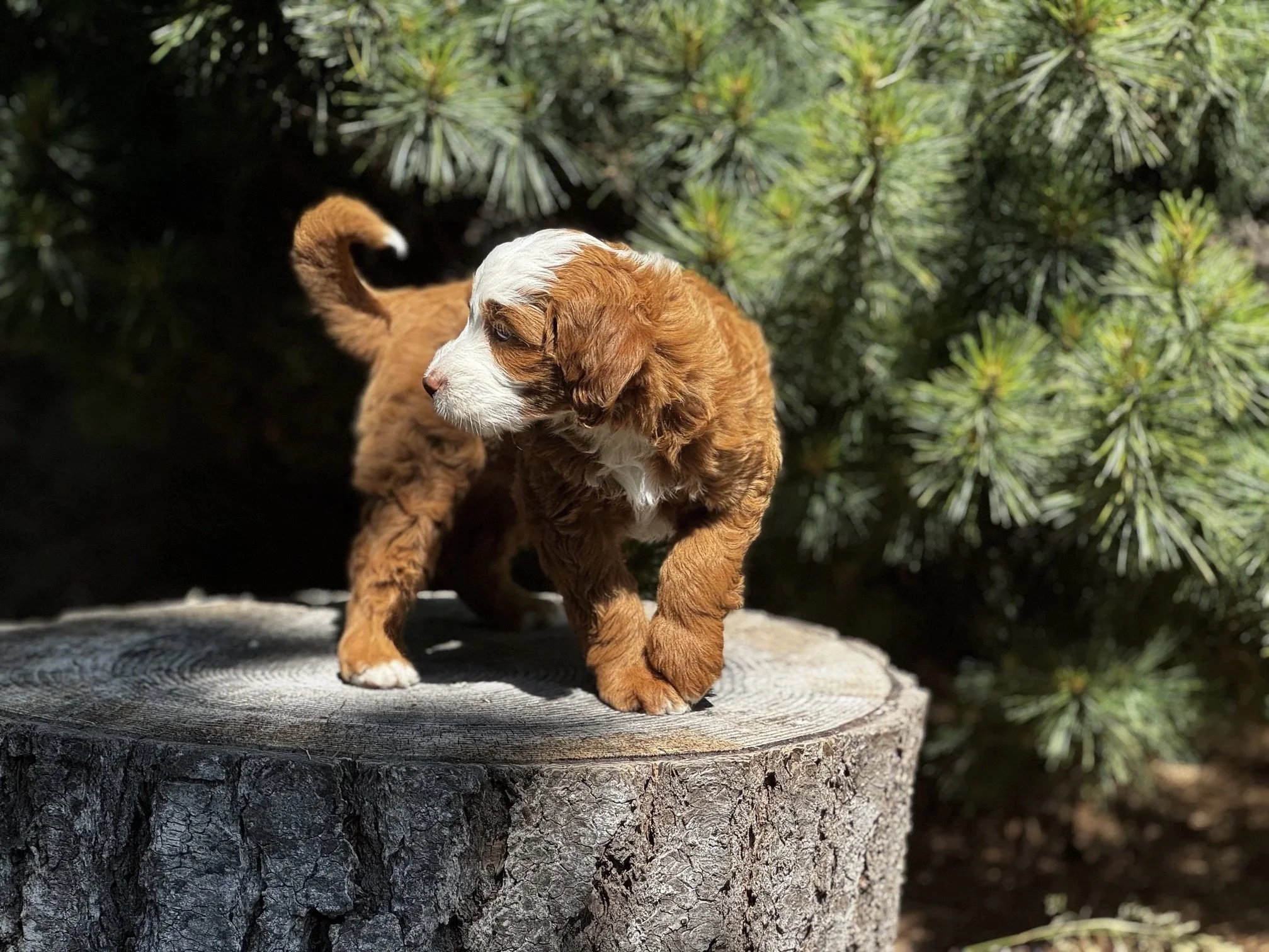 Blue Skye Doodles | Bernedoodles | Australian Mountain Doodles | Aussie Bernedoodles