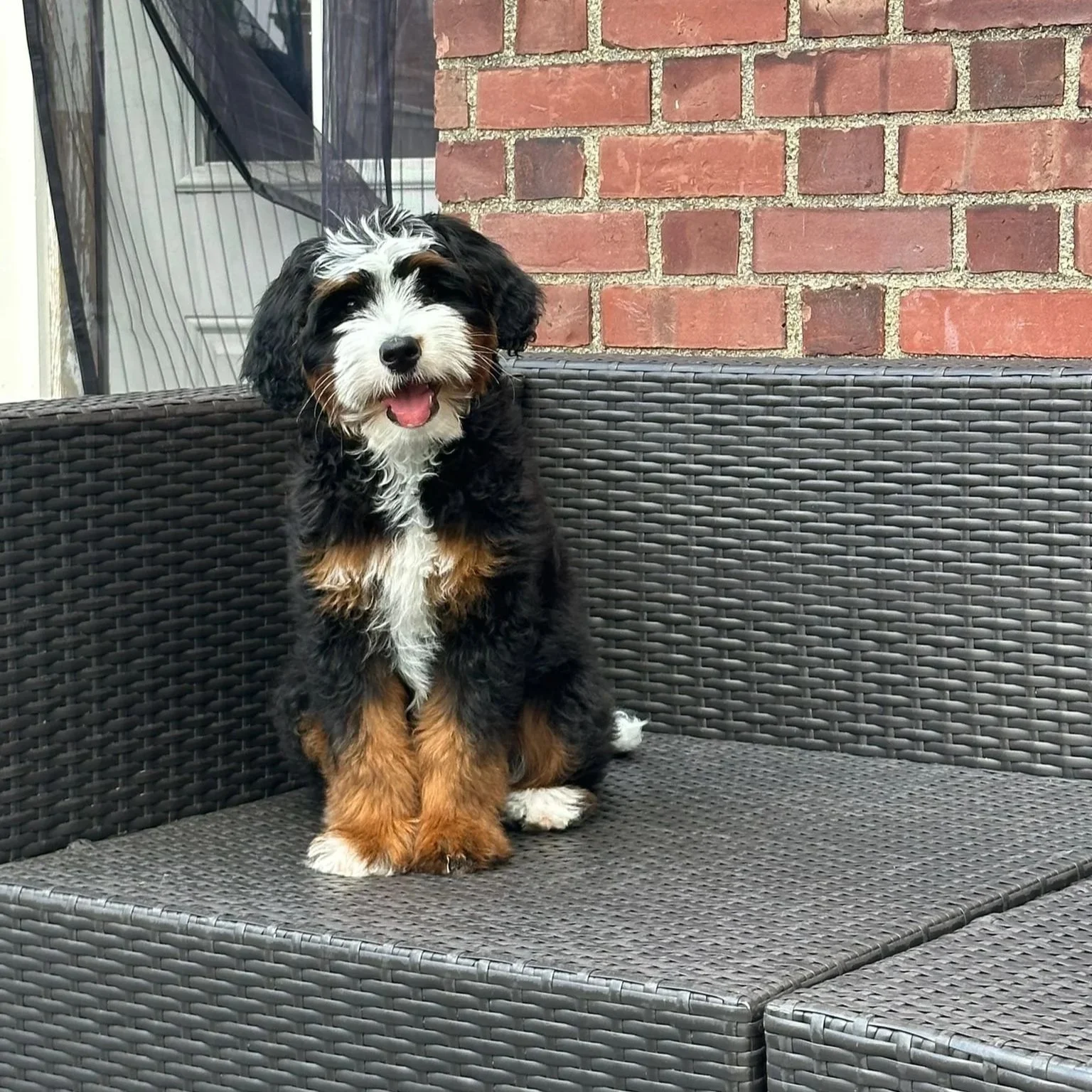 A cute Bernedoodle puppy sitting on a wicker outdoor sofa in front of a brick wall and a window.