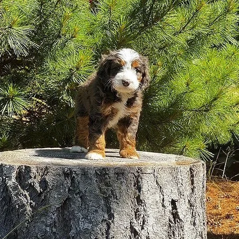 Blue Skye Doodles | Bernedoodles | Australian Mountain Doodles | Aussie Bernedoodles
