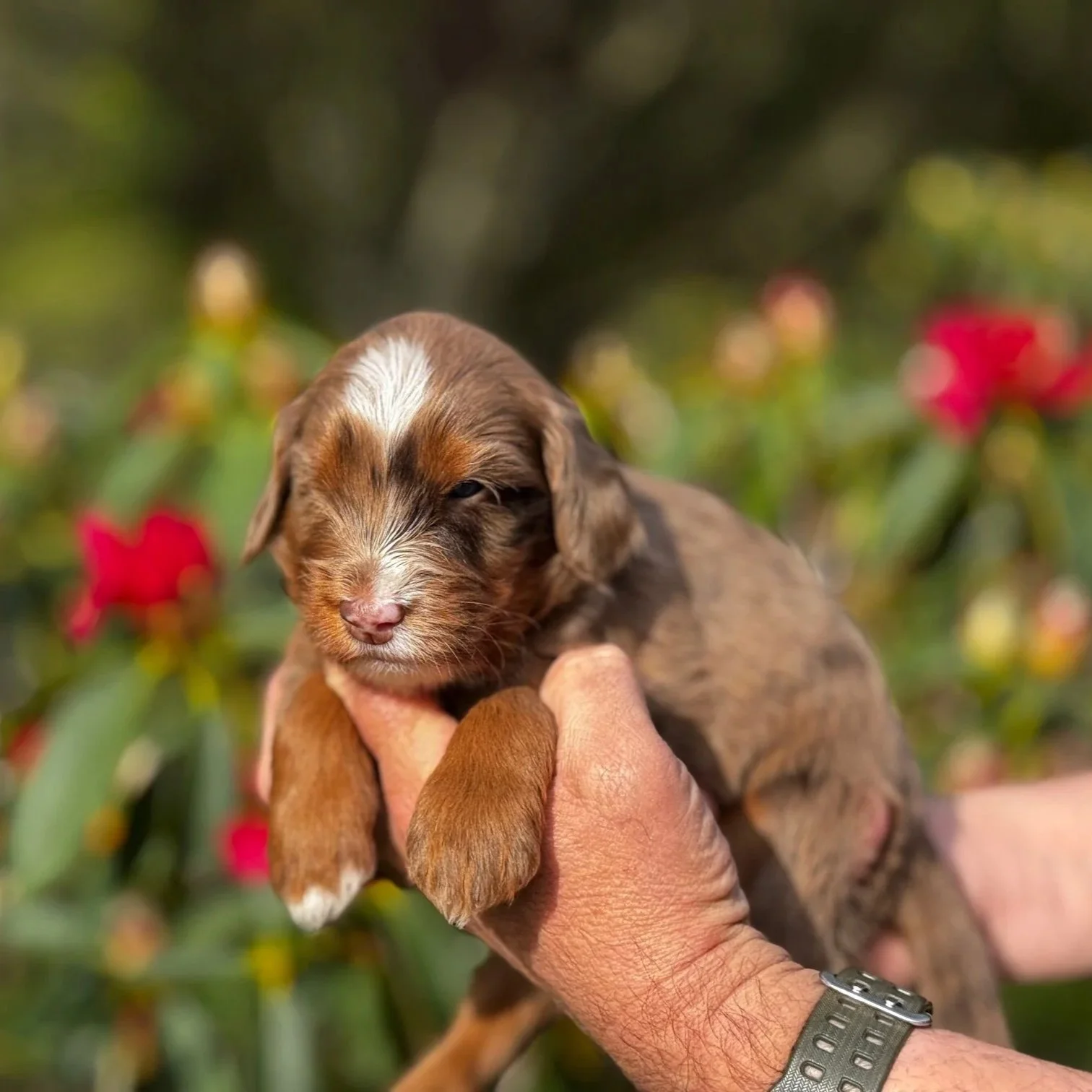 Chocolate merle tricolor puppy