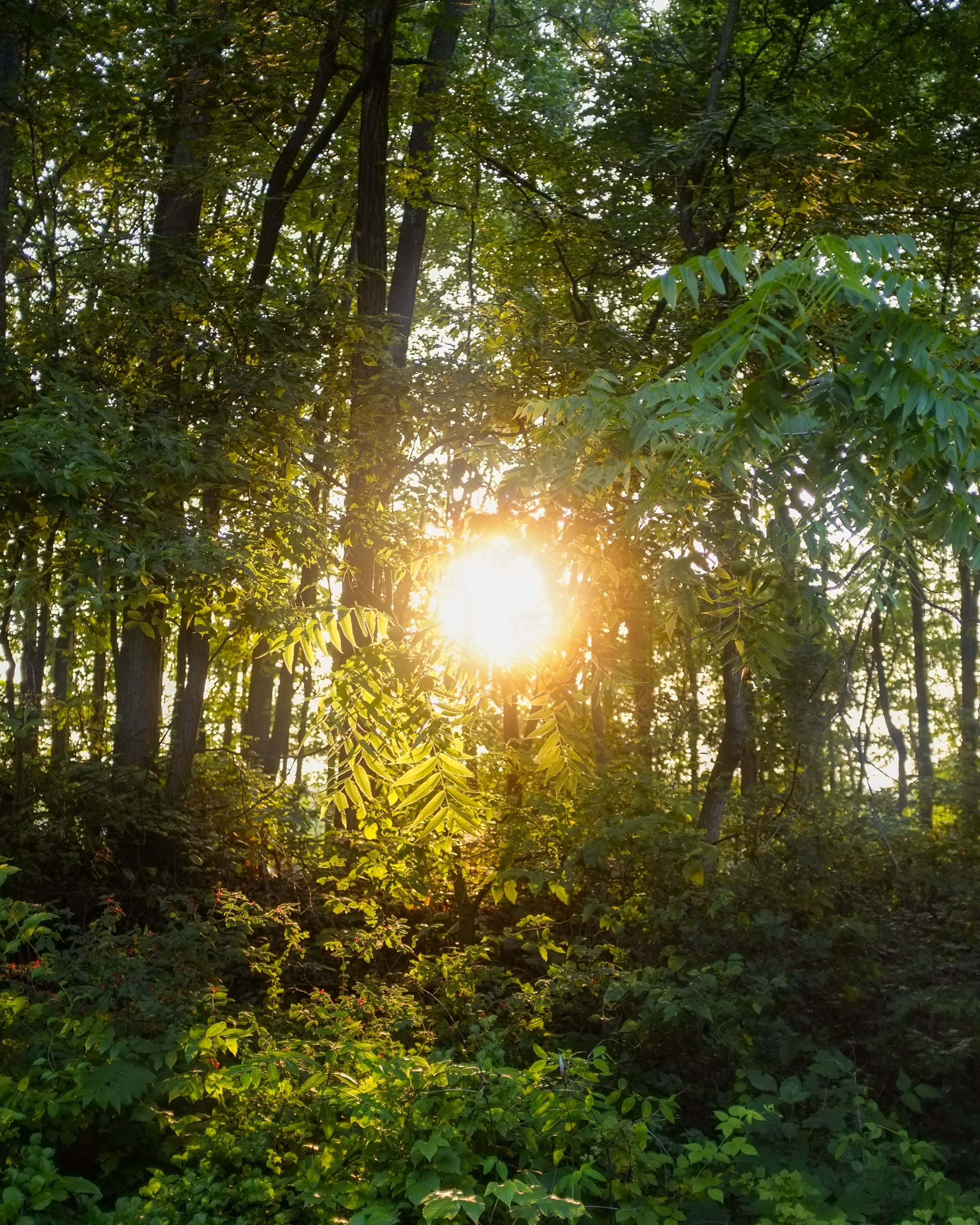 Sunlight shining through a dense green forest with tall trees and layered underbrush.