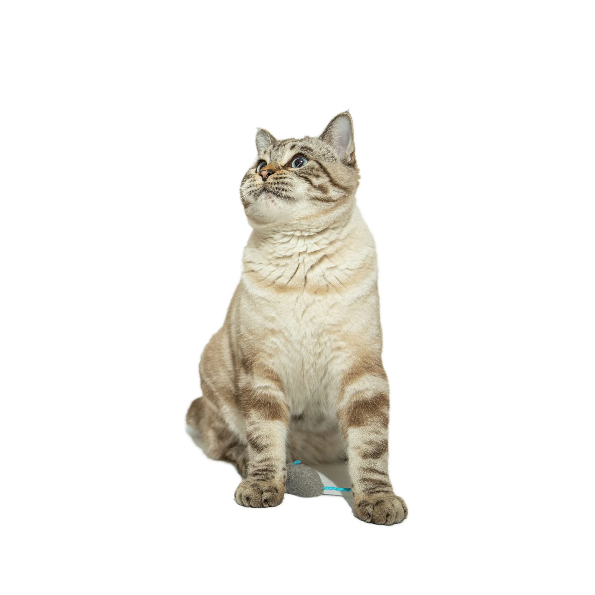 A domestic shorthair cat with tabby markings sitting against a white background, looking up with a curious expression.