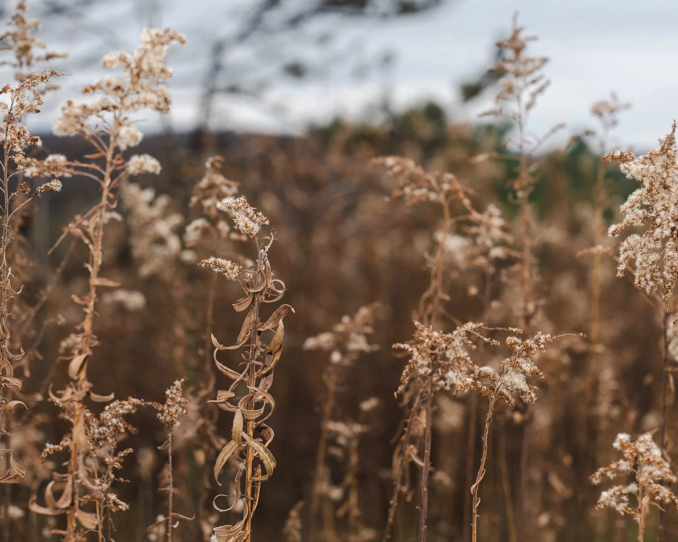 Dried brown plants with small white flower clusters in a field, with a blurred background of cloudy sky and distant landscape.