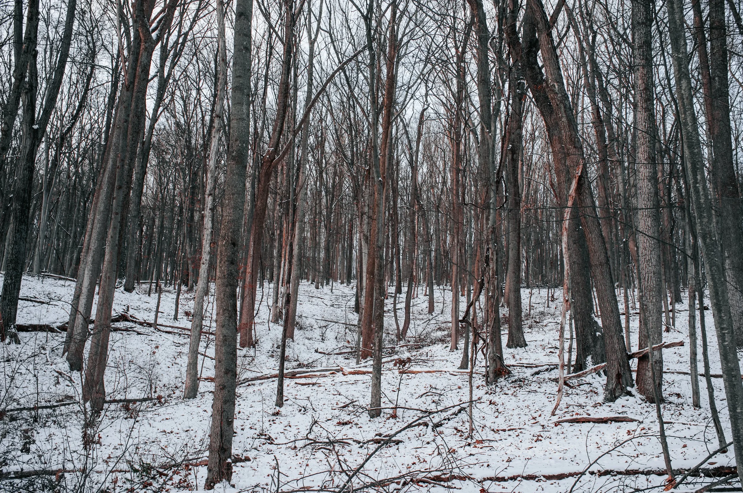 Snow-covered forest with tall, leafless trees.